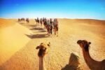 Camel Ride - Image 2