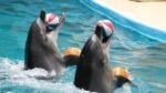 Dolphin show & Swim with dolphin - Image 4