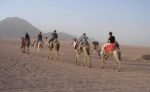 Camel Ride - Image 3