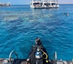 Ras Mohammed + White Island by boat - Image 14