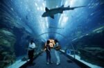 Hurghada Aquarium - Image 2