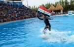 Dolphin Show - Image 3