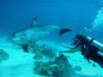 Dolphin House Boat Trip - Image 3