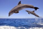 Dolphin House Boat Trip - Image 2
