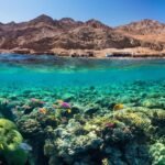 Ras Mohammed + White Island by boat - Image 12