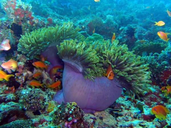 Intro Diving - Image 1