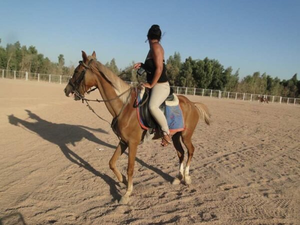 Horse Riding - Image 3