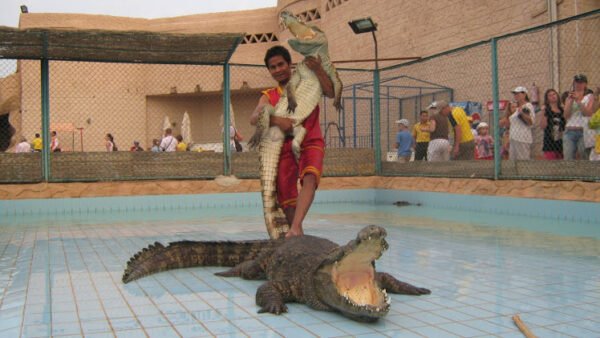 Crocodile Show - Image 7