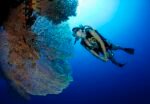Diving Advanced - Image 13