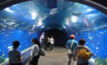 Hurghada Aquarium - Image 5