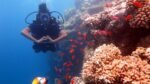 DIVING FROM THE SHORE - Image 5