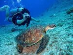 DIVING FROM THE SHORE - Image 7