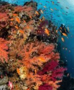 VIP Boat Trip (Tiran Island) - Image 3