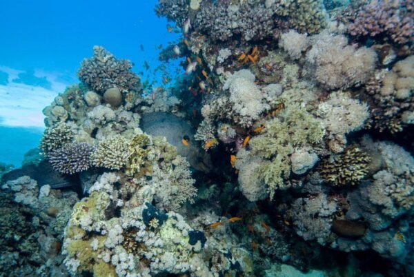 VIP Boat Trip (Tiran Island) - Image 5