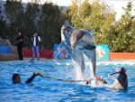 Dolphin show & Swim with dolphin - Image 10