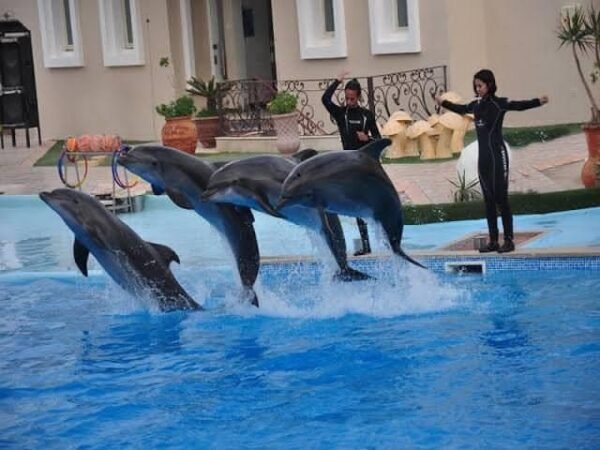 Dolphin show & Swim with dolphin - Image 9