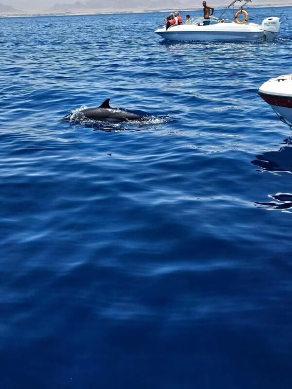 Speed Boat Adventure - Image 5