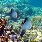 Tiran Island Boat Trip - Image 11