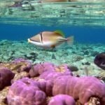 Tiran Island Boat Trip - Image 10