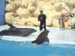 Dolphin Show - Image 4