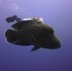 Ras Mohammed + White Island by boat - Image 15