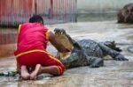 Crocodile Show - Image 4