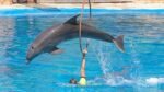 Dolphin Show - Image 5