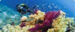 Diving Advanced - Image 7