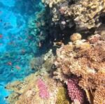 Ras Mohammed + White Island by boat - Image 18