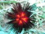 Intro Diving - Image 6