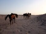 Horse Riding – Desert - Image 3