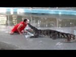 Crocodile Show - Image 6