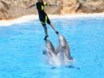 Dolphin Show - Image 6