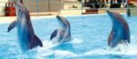 Dolphin Show - Image 7
