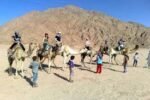 Camel Ride - Image 6