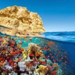 Ras Mohammed + White Island by boat - Image 23