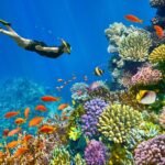 Ras Mohammed + White Island by boat - Image 8