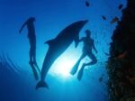 Dolphin House Boat Trip - Image 4