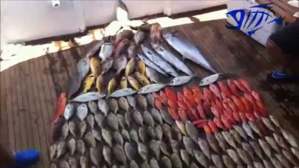 Fishing - Image 5