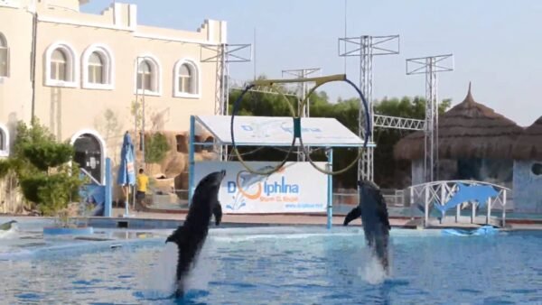 Dolphin Show - Image 8